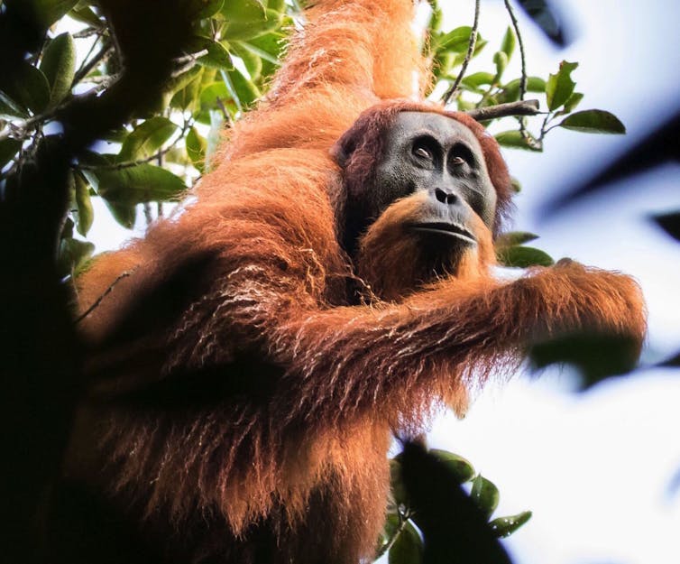 China-backed Sumatran dam threatens the rarest ape in the world