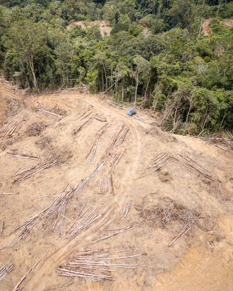 China-backed Sumatran dam threatens the rarest ape in the world