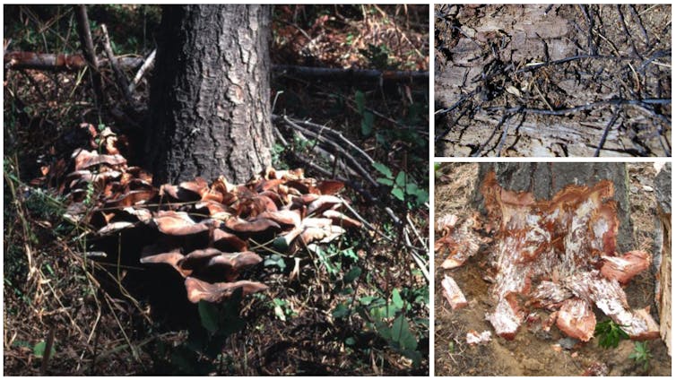 Parts of the Armillaria ostoyae organism include the mushrooms, the black rhizomorphs and the white mycelial felts. Credit: USDA/Forest Service/Pacific Northwest Region
