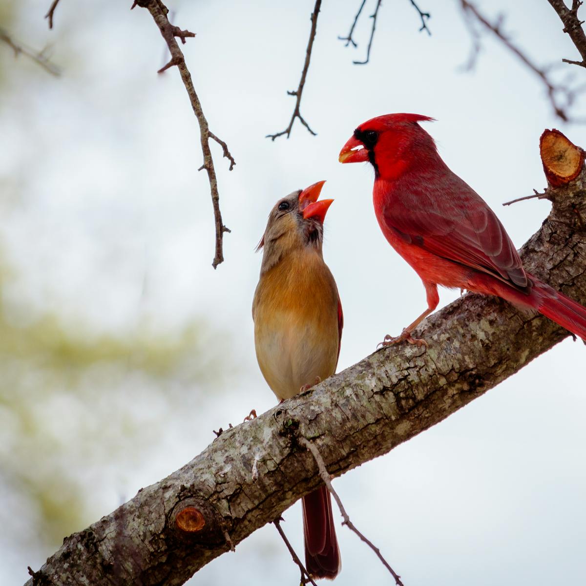 How The Hard Work Of Wild Animals Benefits Us Too