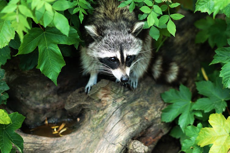 How the hard work of wild animals benefits us too How the hard work of wild animals benefits us too