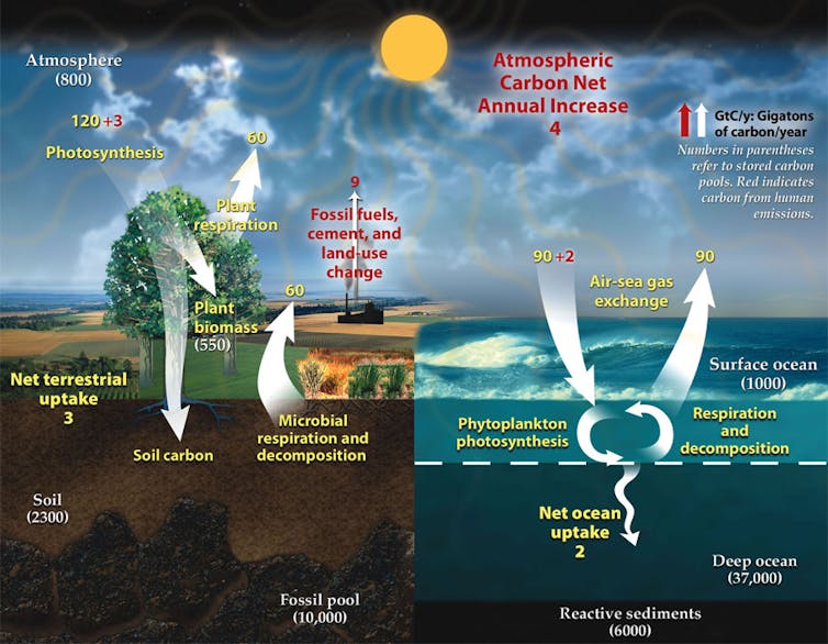 The EPA says burning wood to generate power is 'carbon-neutral.' Is that true?