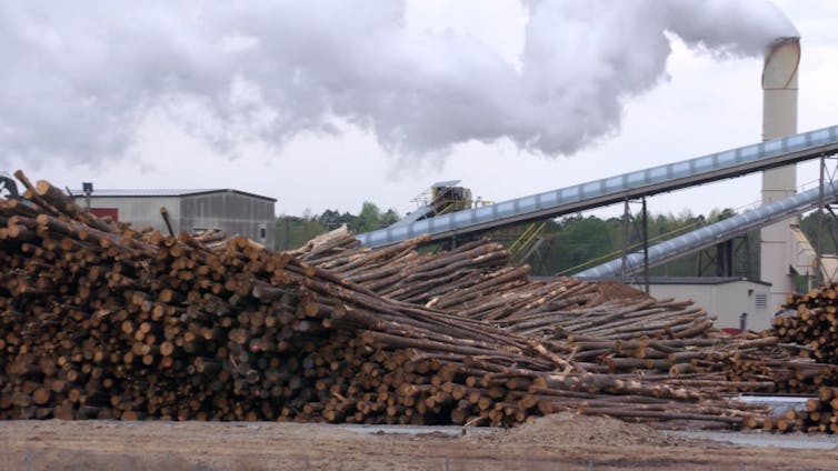 The EPA says burning wood to generate power is 'carbon-neutral.' Is that true?