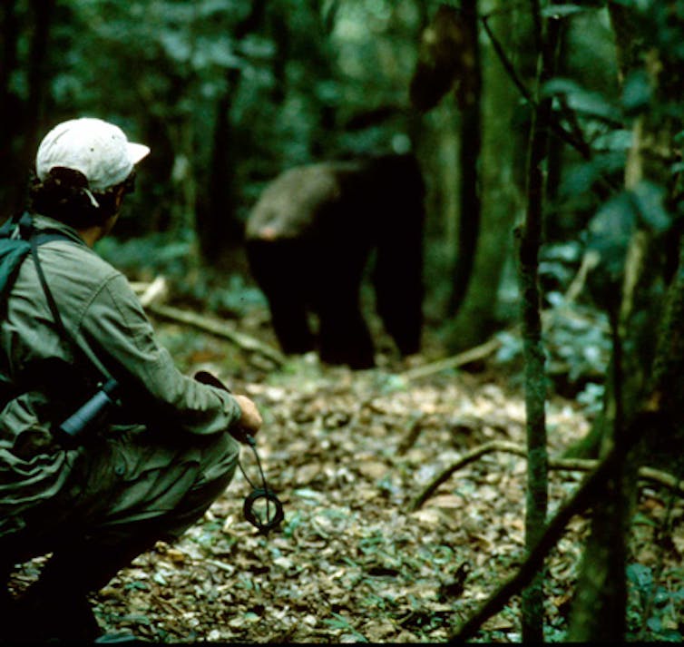 Studying chimpanzee calls for clues about the origins of human language