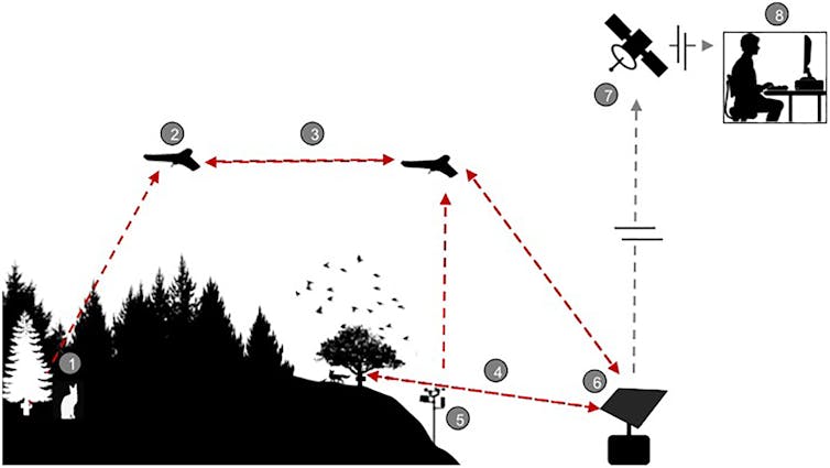 From drone swarms to tree batteries, new tech is revolutionising ecology and conservation