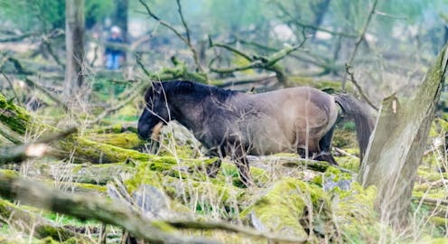 rewilding s next generation