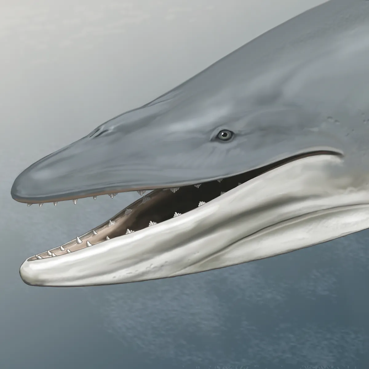 Download Ancient Ancestors Of Modern Baleen Whales Were Toothy Not So For Android Get Wallpaper Ancient Ancestors Of Modern Baleen Whales Were Toothy Not So Free