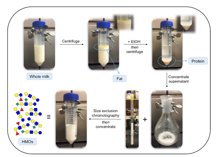 Sugars in mother's milk help shape baby's microbiome and ward off infection