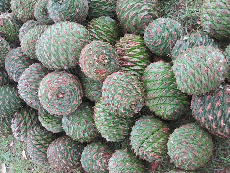 Bunya pines are ancient, delicious and possibly deadly