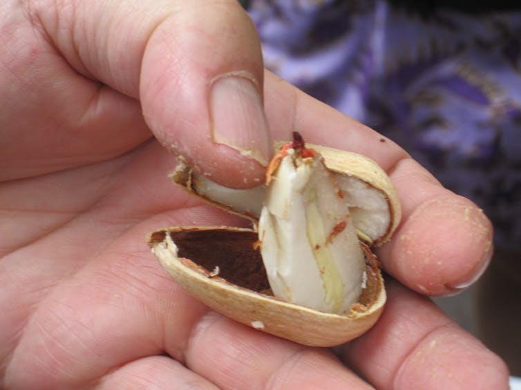 Bunya pines are ancient, delicious and possibly deadly