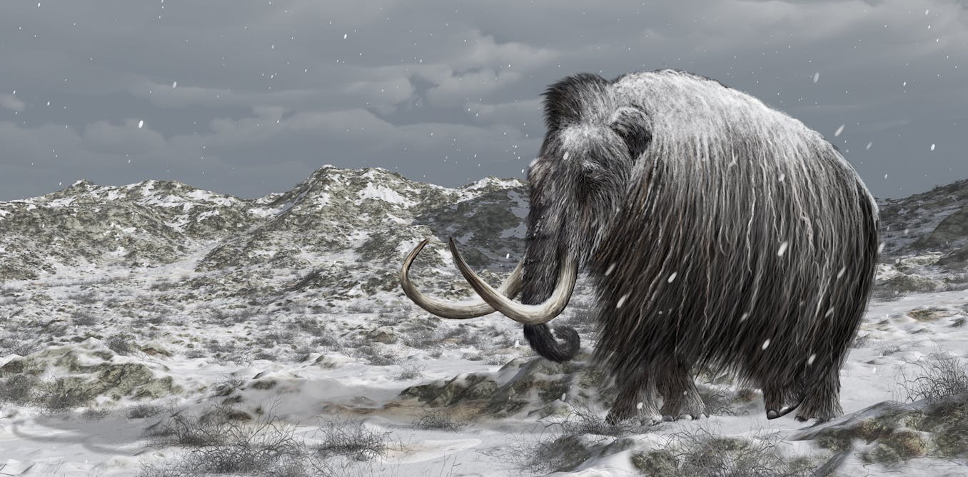A woolly mammoth walking in a cold, tundra environment
