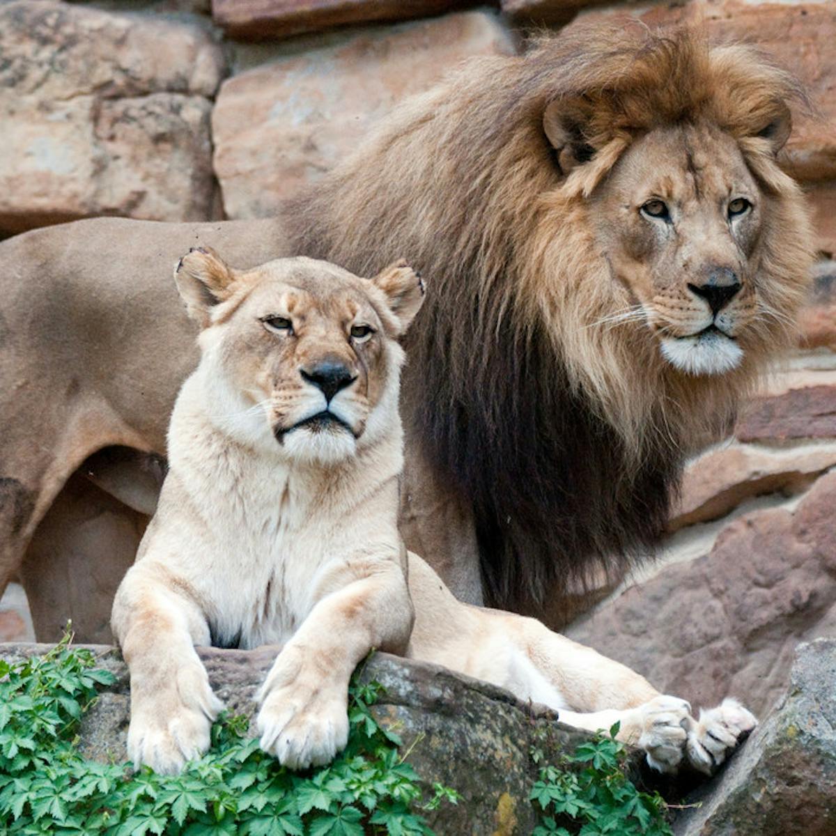 Curious Kids: 'I would like to know why man lions have manes and lady lions  don't'