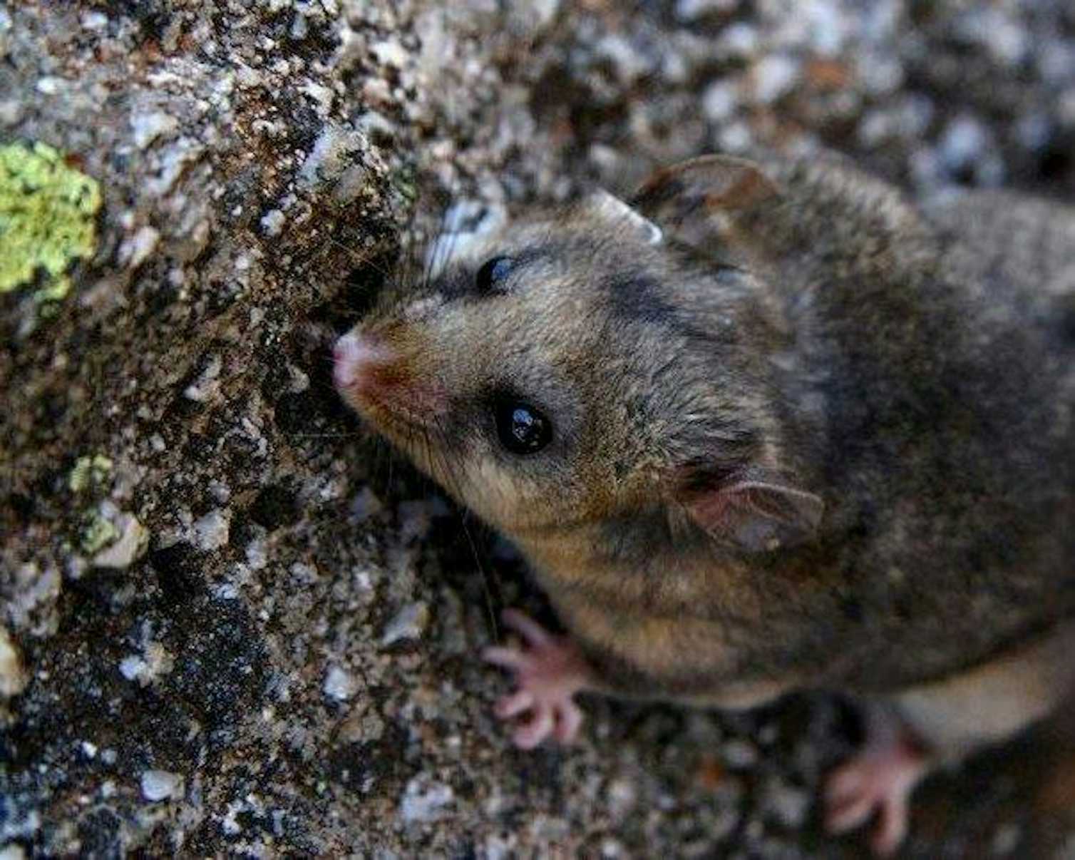 Australian endangered species Mountain Pygmypossum Australian endangered species Mountain Pygmypossum