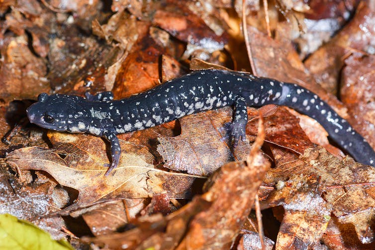 Some tropical frogs may be developing resistance to a deadly fungal disease – but now salamanders are at risk