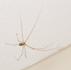 Should I kill spiders in my home? An entomologist explains why not to