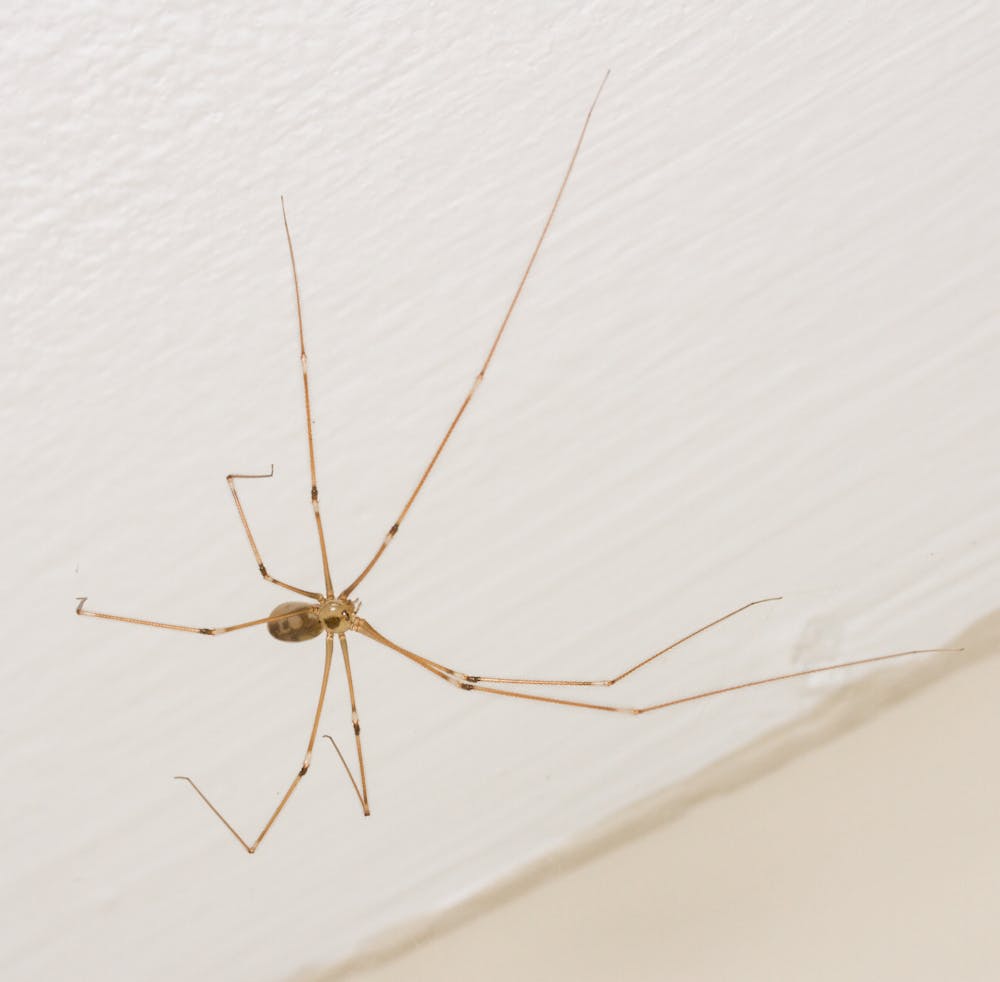 Spiders aren't that scary Oklahoma State University