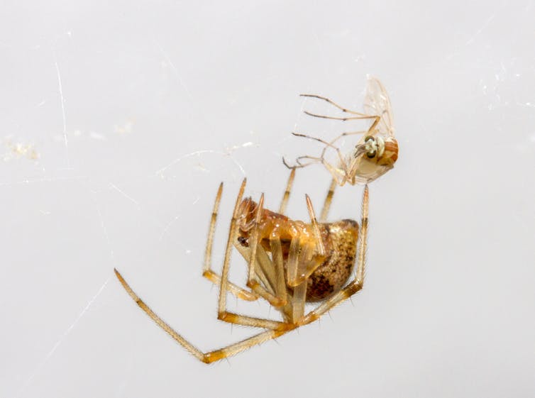 College Media Network Should I Kill Spiders in my Home? An Entomologist Explains why not to