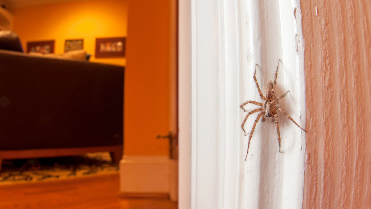 How To Get Rid Of Spiders In My Bedroom Bedroom Poster