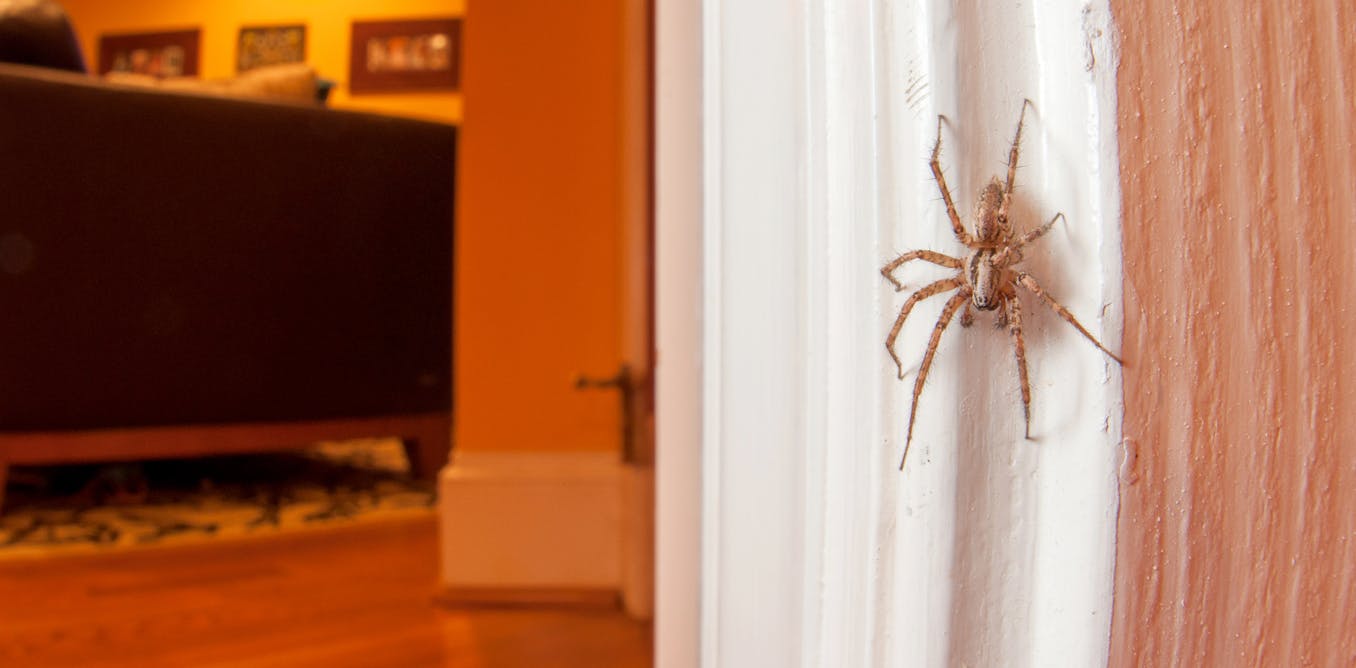 Some interesting spider species inside the house. : r/Entomology