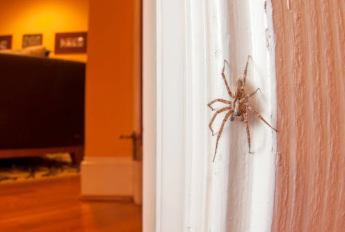 should i kill spiders in my home? an entomologist explains why not to