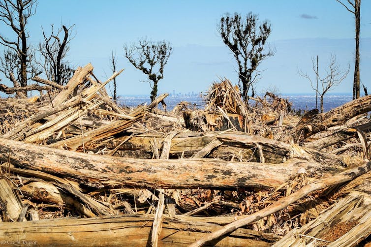 Logging burns conceal industrial pollution in the name of 'community safety'