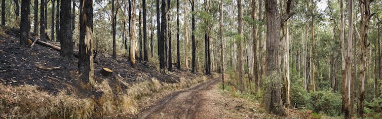 Logging burns conceal industrial pollution in the name of 'community safety'