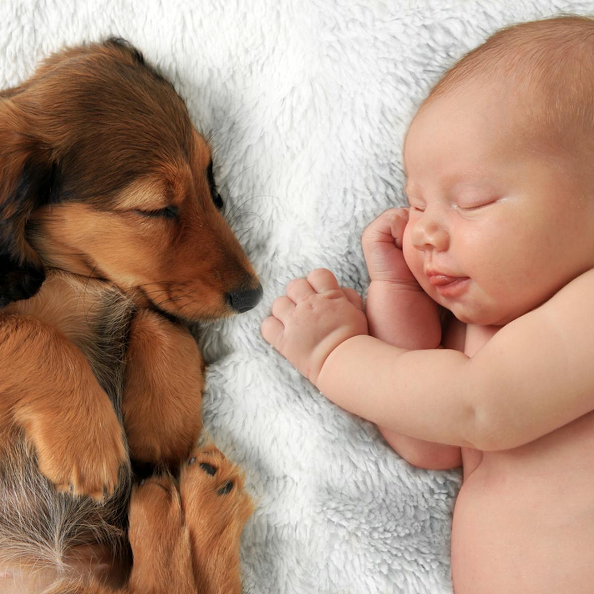 Babies And Pets A Guide For New Parents
