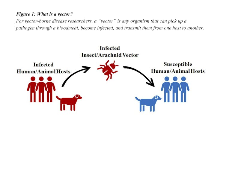 Ticks and mosquitoes bringing more diseases – what can we do?