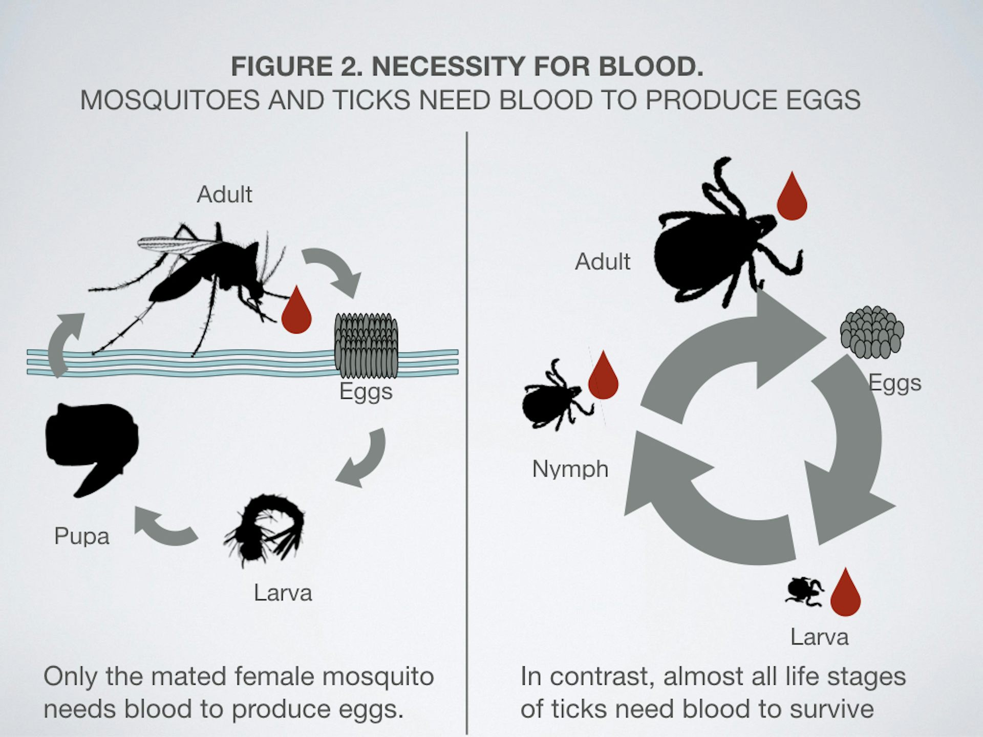 Ticks And Mosquitoes Bringing More Diseases – What Can We Do?