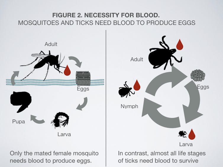 Ticks and mosquitoes bringing more diseases – what can we do?