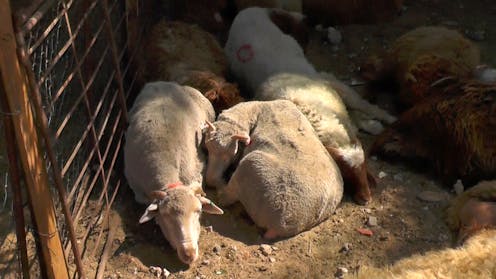 Liberal rebel will proceed with bill after government preserves sheep trade