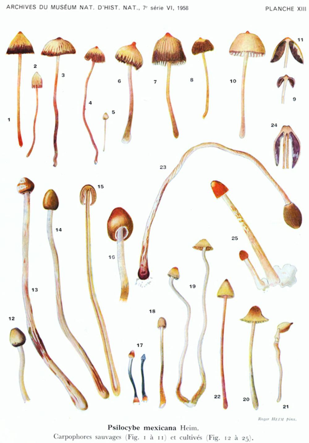 Discovering Hallucinogenic Mushrooms In Mexico
