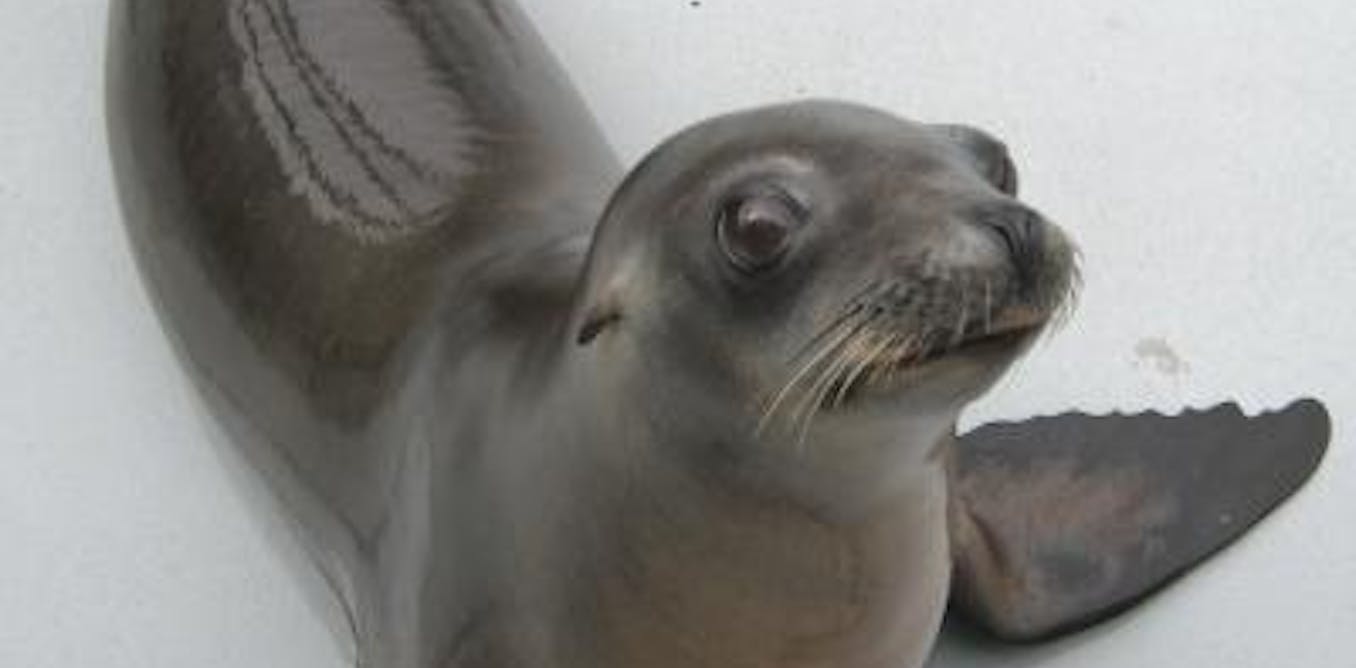Dancing seal is first non-human mammal to keep a beat