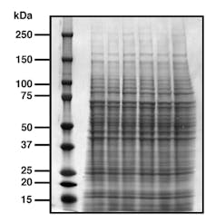 Demasi cleared, but images in science continue to attract intense scrutiny