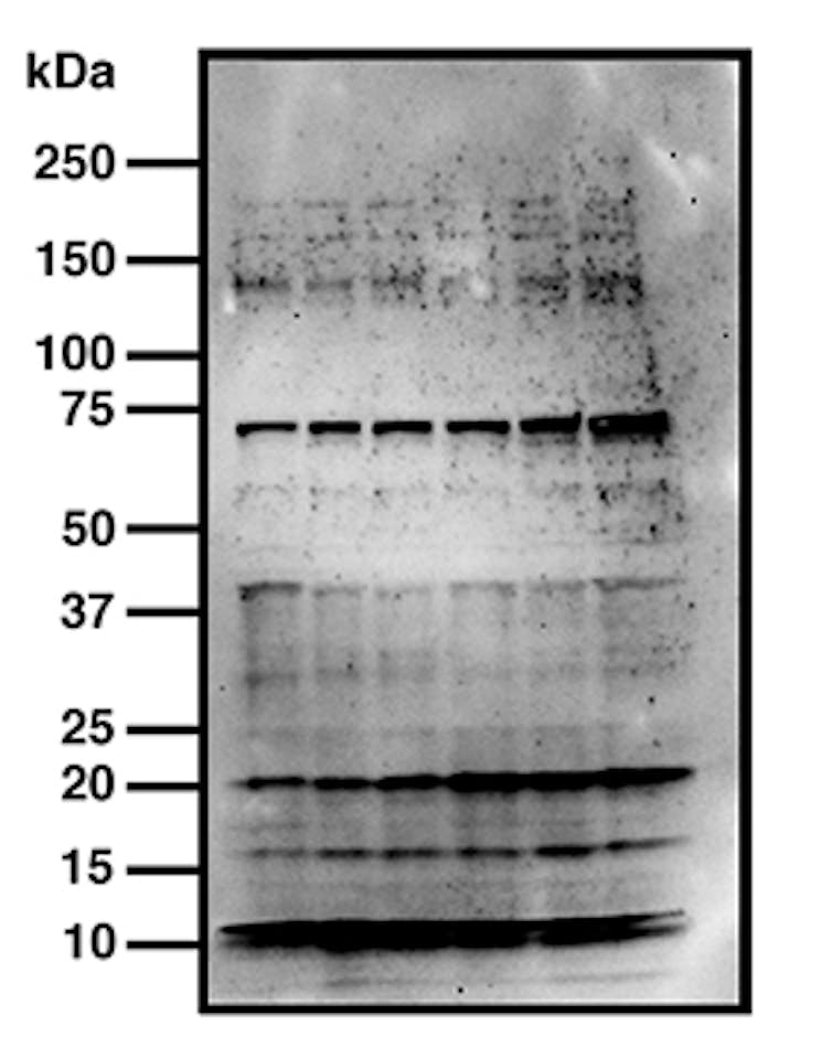 Demasi cleared, but images in science continue to attract intense scrutiny