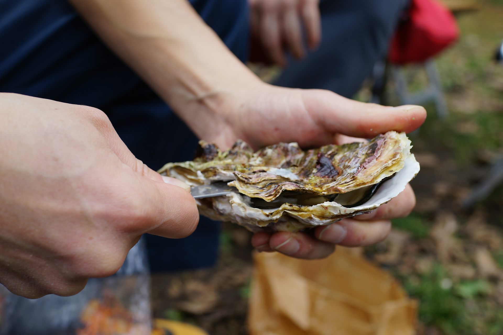 hepatitis a transmission oysters