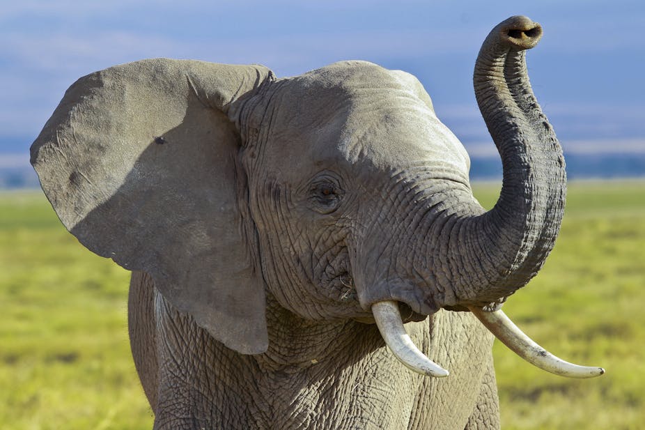 Kenya’s Death Penalty Plan for Poachers Has Stirred a Hornet’s Nest Kenya’s Death Penalty Plan for Poachers Has Stirred a Hornet’s Nest
