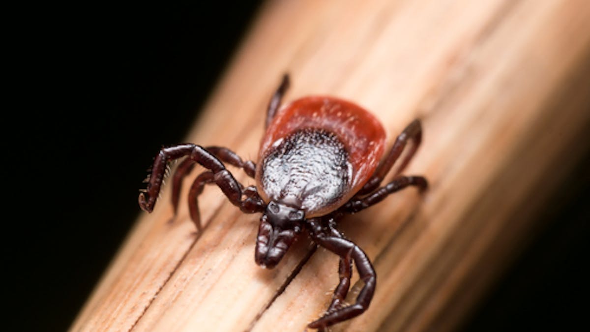 Ticks And Mosquitoes Bringing More Diseases What Can We Do Ticks And Mosquitoes Bringing More Diseases What Can We Do