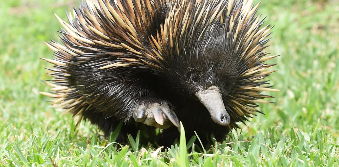 Curious Kids: How does an echidna breathe when digging through solid earth?