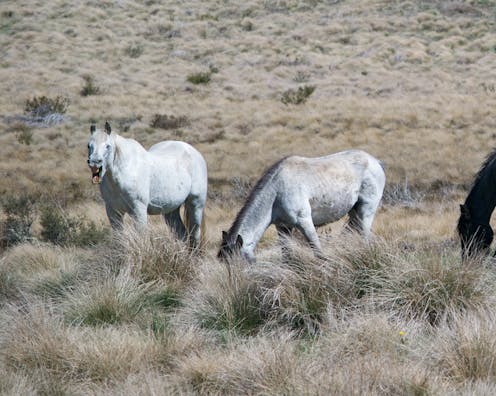 NSW's no-cull brumby bill will consign feral horses to an even crueller fate
