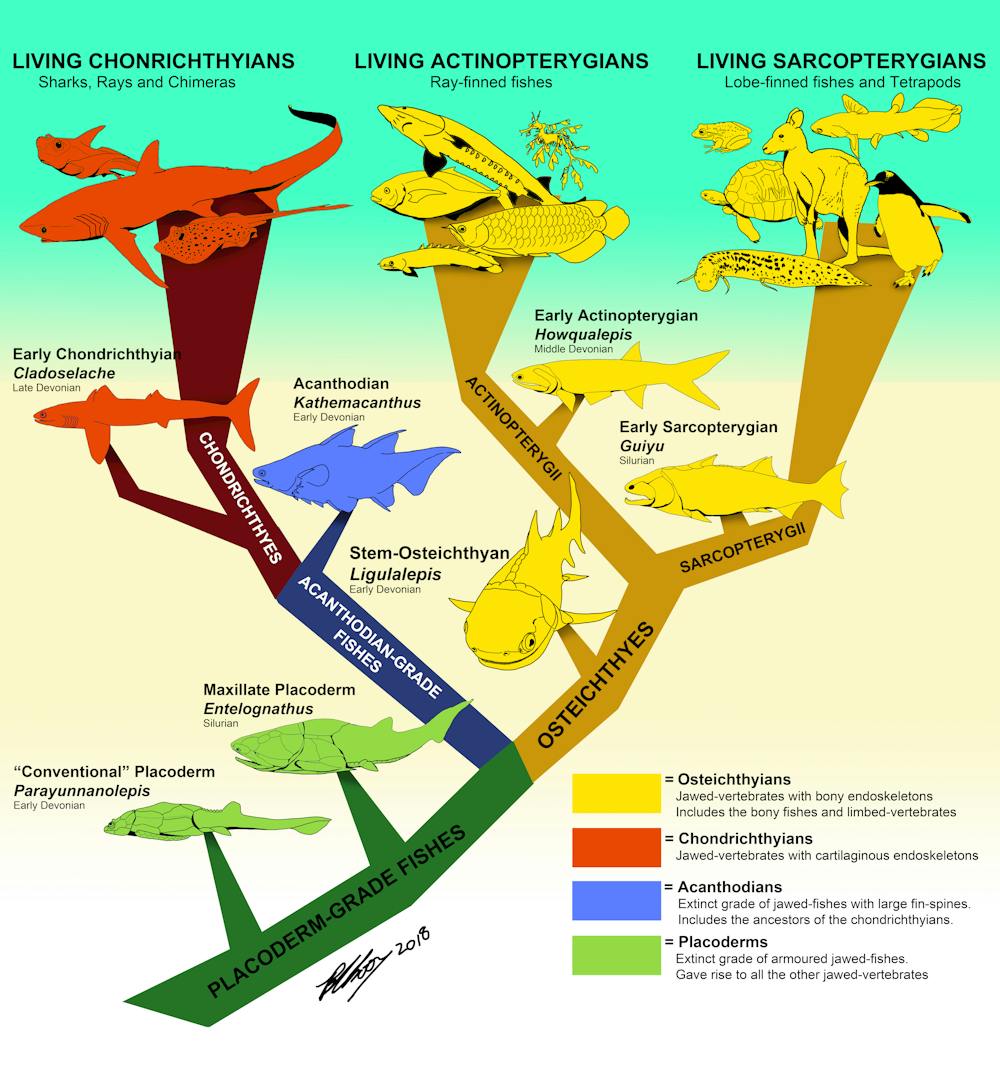 It’s less than 2cm long, but this 400 million year old fossil fish ...