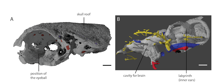 It's less than 2cm long, but this 400 million year old fossil fish changes our view of vertebrate evolution