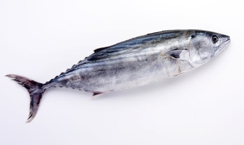 Autism Is Not Linked To Eating Fish In >> Autism Not Linked To Eating Fish During Pregnancy Large New Study Autism Is Not Linked To Eating Fish In >> Autism Not Linked To Eating Fish During Pregnancy Large New Study