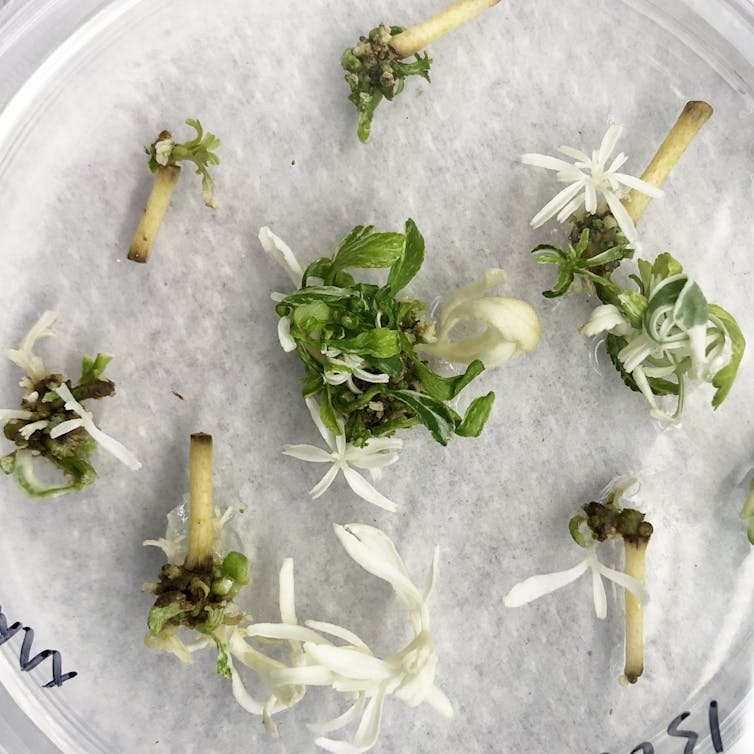 File 20180521 14981 wcgftr.jpg?ixlib=rb 1.1