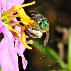 Beyond honey bees: Wild bees are also key pollinators, and some species are disappearing