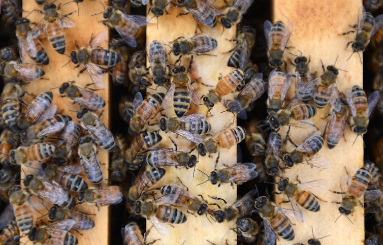 inside the world of renting bees