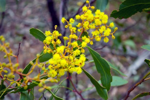 Welcome to Beating Around the Bush, wherein we yell about plants