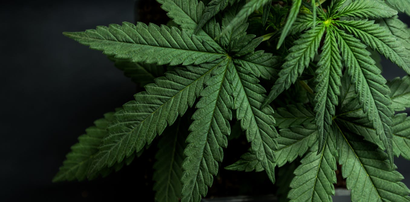 Does cannabis cure cancer? We asked an expert