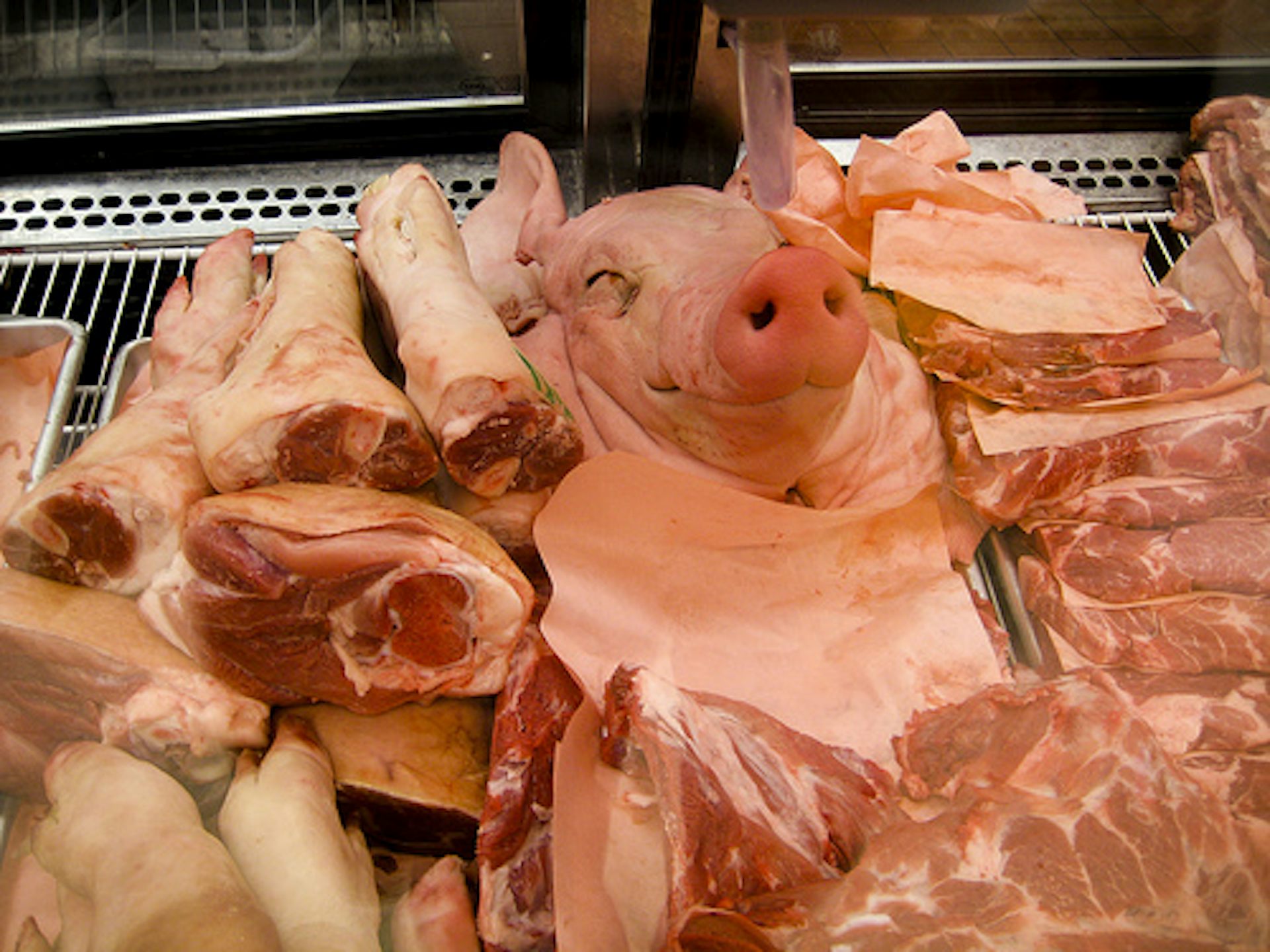 Мясо домашних свиней