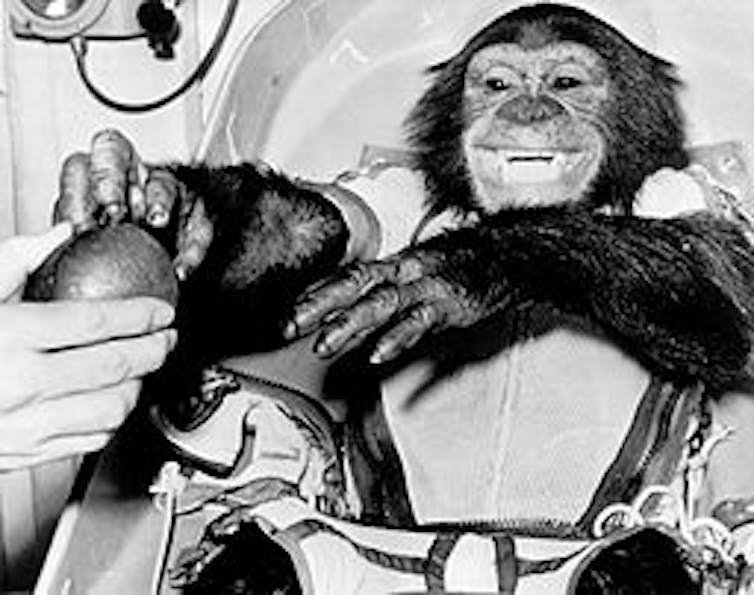 Ham the chimpanzee receiving an apple after returning to Earth and successful recovery from the Atlantic as a test subject in the Mercury-Redstone 2 test flight. (NASA)
